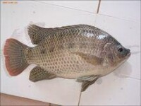 羅非魚屬tilapia(有稱麗鯛科