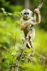 小越南金絲猴