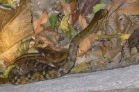 斜鱗蛇