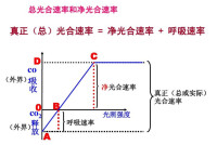 光合速率