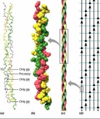 三螺旋分子結構