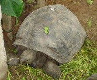 草中的亞達伯拉象龜