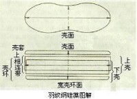 羽紋綱