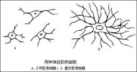 神經膠質細胞