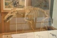 古巨豬骨骼化石