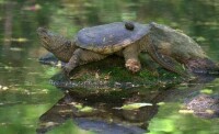 北美擬鱷龜