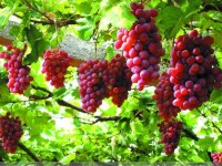 吐魯番的葡萄