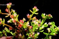 Crassula vaillantii