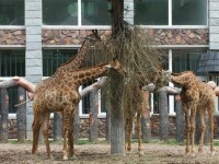 長春動植物公園的動物