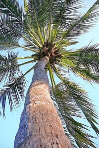 棕櫚樹