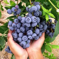 高叢藍莓