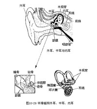 （圖）耳毒性藥物