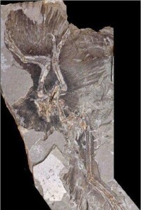 赫氏近鳥龍化石標本