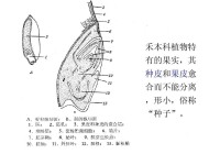 小麥種子的結構圖