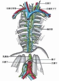 人體解剖