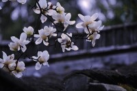 石橋頭風物 蘭花和木棉