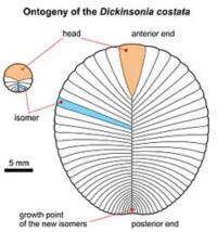 狄更遜水母的個體發生狄更遜水母的個體發生