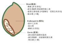 穀類結構與成分