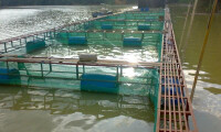 青竹魚一般採用網箱養殖