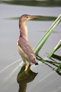 黃葦鳽