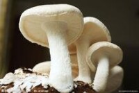 鵝膏菌屬 蘑菇