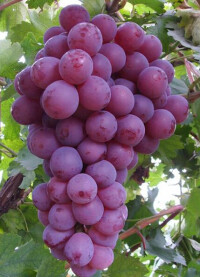 吐魯番葡萄