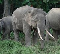 帶著無線電追蹤項圈的婆羅洲侏儒象