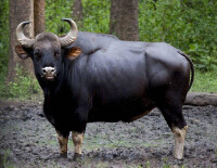 印度野牛