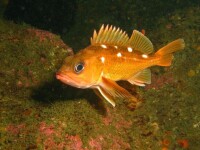 太平洋岩魚