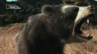 熊科動物圖片