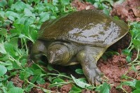 野生甲魚