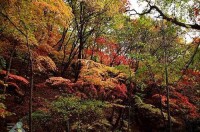 遼寧三塊石國家森林公園