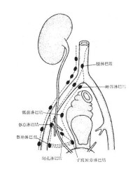 淋巴管