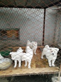 吉林延邊，延吉市豐山犬養殖基地
