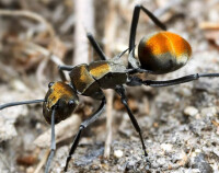 阿蒙多刺蟻（Polyrhachis ammon），這種多刺蟻得名於太陽神阿蒙