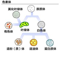 各徠種質體的關係