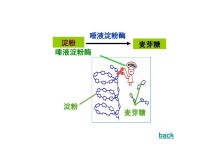 唾液澱粉酶