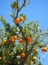 柑橘樹