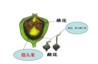 榕果和癭花示意圖