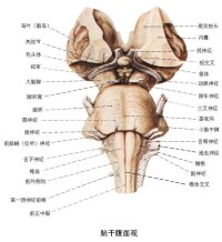 腦幹腹面觀