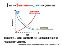 輔酶I[輔酶I]