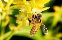 蜂群崩壞症候群(英：ColonyCollapseDisorder，簡：CCD)是一個近代發現而至今不明的自然現象，導致大批蜂巢內的工蜂突然消失。CCD於2006年末出現於北美的蜜蜂群。類似的現象於曾於歐洲不同國家發現，包括：比利時、法國、荷蘭、波蘭、希臘、義大利、葡萄牙及西班牙，現象最早於瑞士及德國出現，但影響並不算太嚴重。