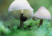菌蓋水浸狀的蘑菇