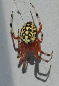 Marbled Orb Weaver (Araneus marmoreus)