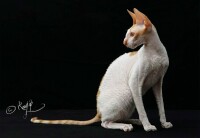 柯尼斯捲毛貓 Cornish Rex