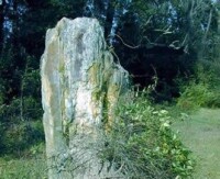 中生代動植物及地貌