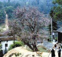 梅花鄉[四川越西縣梅花鄉]