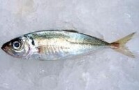 竹莢魚