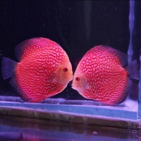 鴿子紅七彩神仙魚