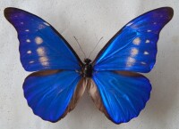 藍閃蝶